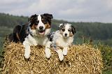 BERGER AUSTRALIEN - ADULT & PUPPY 048